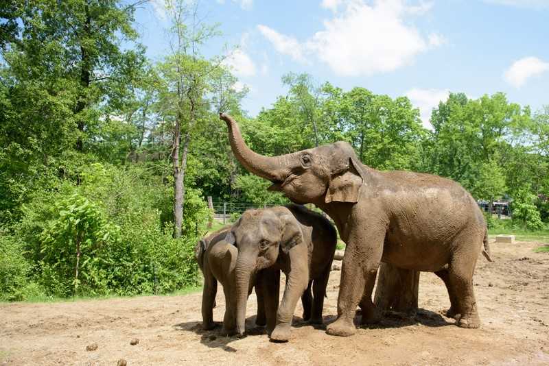 St. Louis Zoo Elephant Kenzi Dies | Ksdk.com